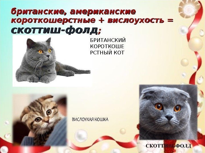 британские, американские короткошерстные + вислоухость = скоттиш-фолд ; ; БРИТАНСКИЙ КОРОТКОШЕ РСТНЫЙ КОТ 