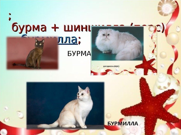 ; ;  бурма + шиншилла (перс) == бурмилла ; ; БУРМА 