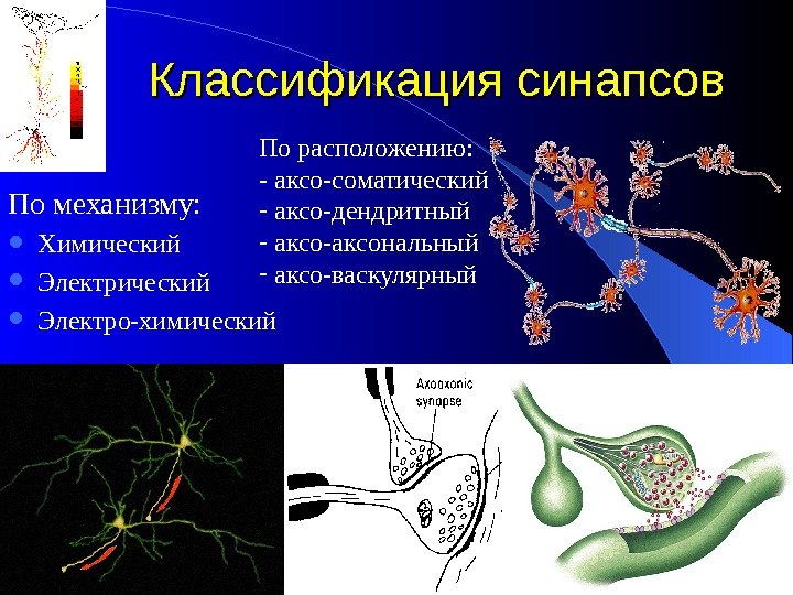 Классификация синапсов По механизму:  Химический Электрический  Электро-химический По расположению: - аксо-соматический -