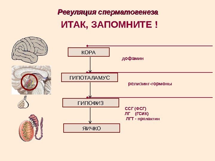 Регуляция сперматогенеза КОРА ГИПОТАЛАМУС ГИПОФИЗ ЯИЧКО дофамин релизинг-гормоны ССГ (ФСГ) ЛГ  (ГСИК) 