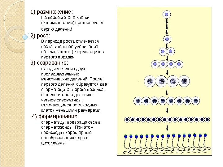 1) размножение: На первом этапе клетки (сперматогонии) претерпевают серию делений  2) рост: В