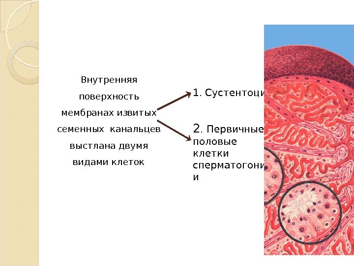 Внутренняя поверхность мембранах извитых семенных канальцев выстлана двумя видами клеток 1. Сустентоциты 2. Первичные