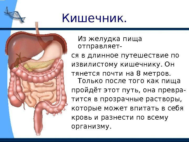 Кишечник. Из желудка пища отправляет- ся в длинное путешествие по извилистому кишечнику. Он тянется