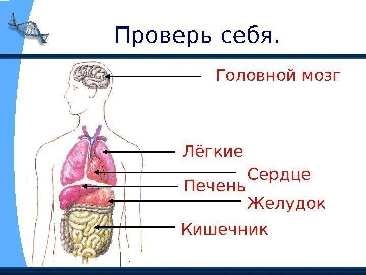  Проверь себя. Головной мозг Лёгкие Сердце Печень Желудок Кишечник 