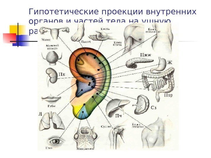   Гипотетические проекции внутренних органов и частей тела на ушную раковину 