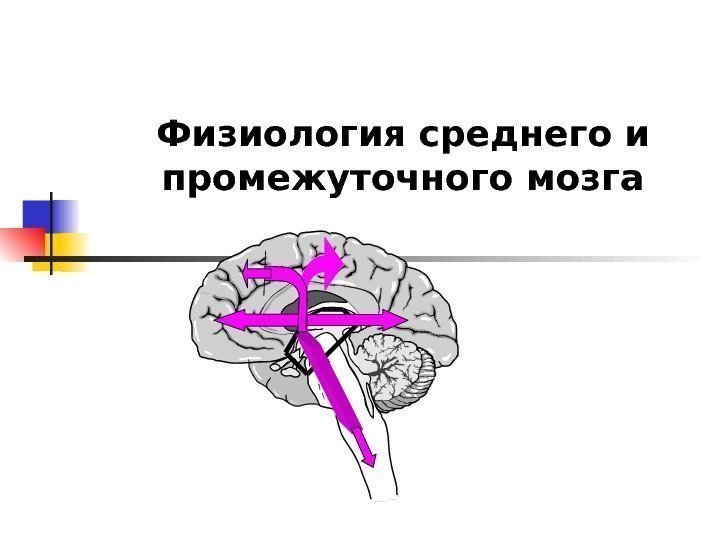  Физиология среднего и промежуточного мозга 