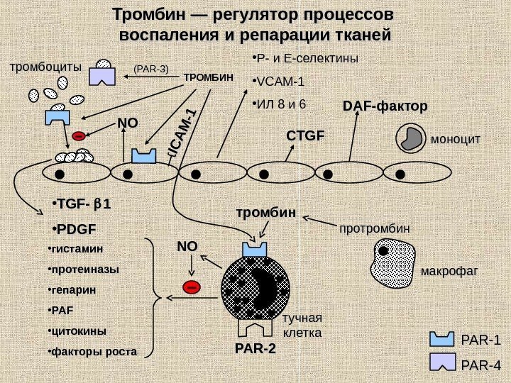   Тромбин — регулятор процессов воспаления и репарации тканей ТРОМБИНтромбоциты тучная клетка макрофагпротромбинтромбин