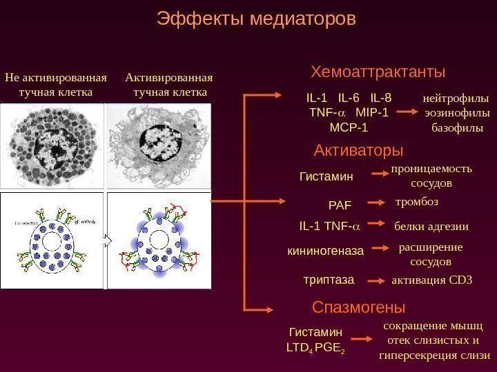 Эффекты медиаторов Не активированная тучная клетка Активированная тучная клетка Хемоаттрактанты IL-1  IL-6 
