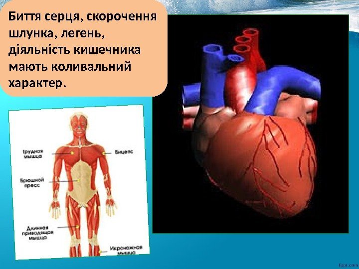 Биття серця, скорочення шлунка, легень,  діяльність кишечника мають коливальний характер. 