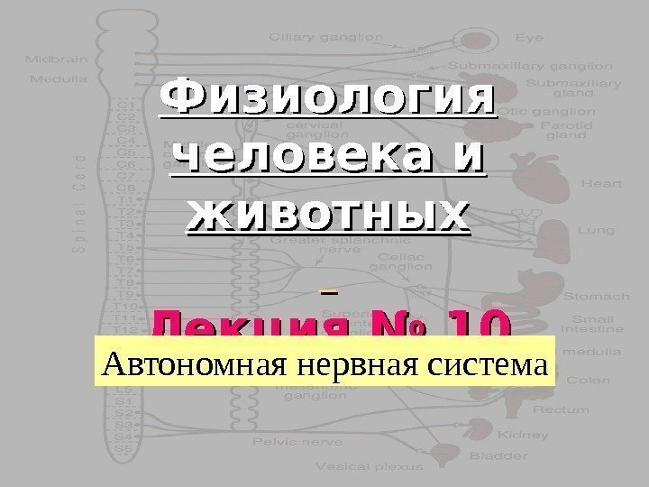 1 Физиология человека и животных  Лекция №  1010 Автономная нервная система 