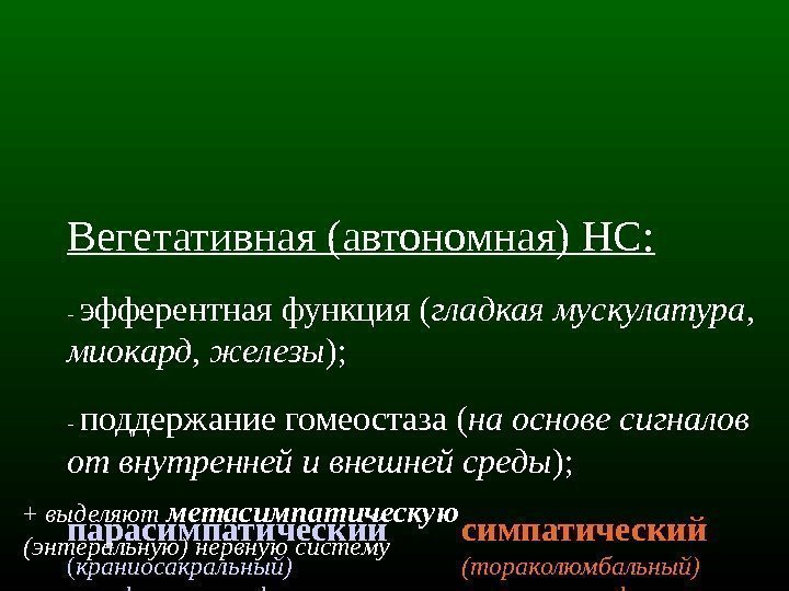 2 Вегетативная (автономная) НС: - эфферентная функция ( гладкая мускулатура,  миокард, железы );