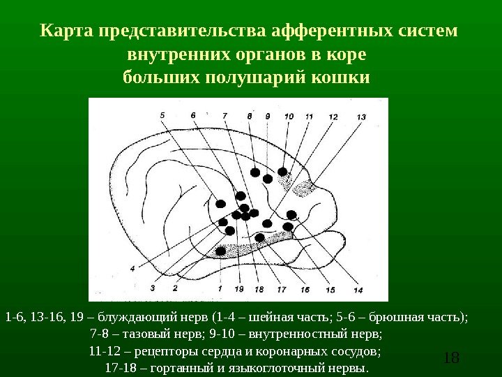 181 -6, 13 -16, 19 – блуждающий нерв (1 -4 – шейная часть; 5