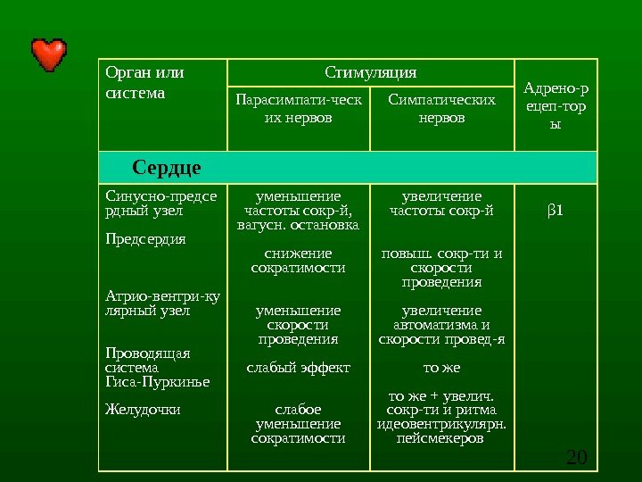 20 Орган или система Стимуляция Адрено - р ецеп-тор ы. Парасимпати-ческ их нервов Симпатических