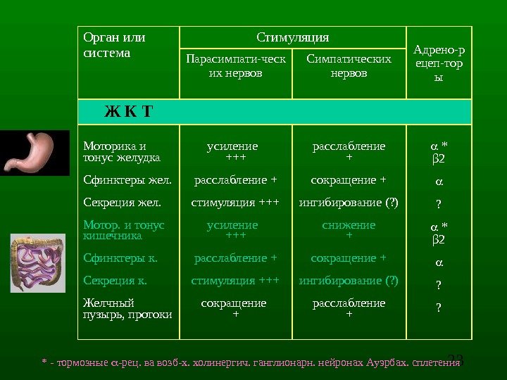 23 Орган или система Стимуляция Адрено - р ецеп-тор ы. Парасимпати-ческ их нервов Симпатических