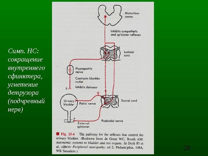 28 Симп. НС: сокращение внутреннего сфинктера, угнетение детрузора (подчревный нерв) 