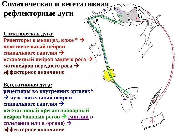 4 Соматическая и вегетативная  рефлекторные дуги 