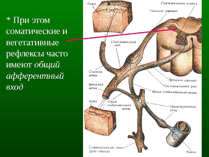 5* При этом c оматические и вегетативные рефлексы часто имеют общий афферентный вход 