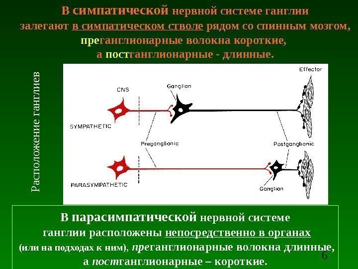 6 В симпатической нервной системе ганглии  залегают в симпатическом стволе рядом со спинным