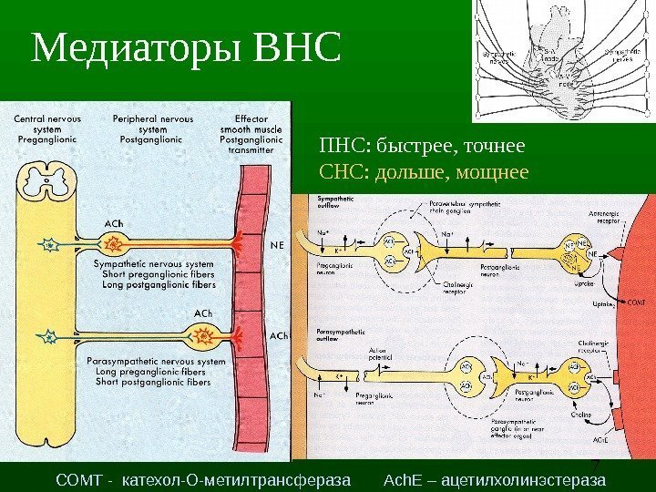 7 Медиаторы ВНС ПНС: быстрее, точнее СНС: дольше, мощнее СОМТ - катехол-О-метилтрансфераза Ach. E