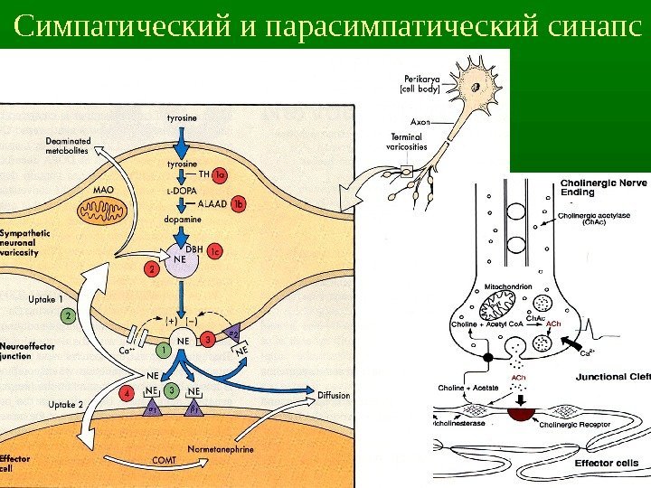 8 Симпатический и парасимпатический синапс 