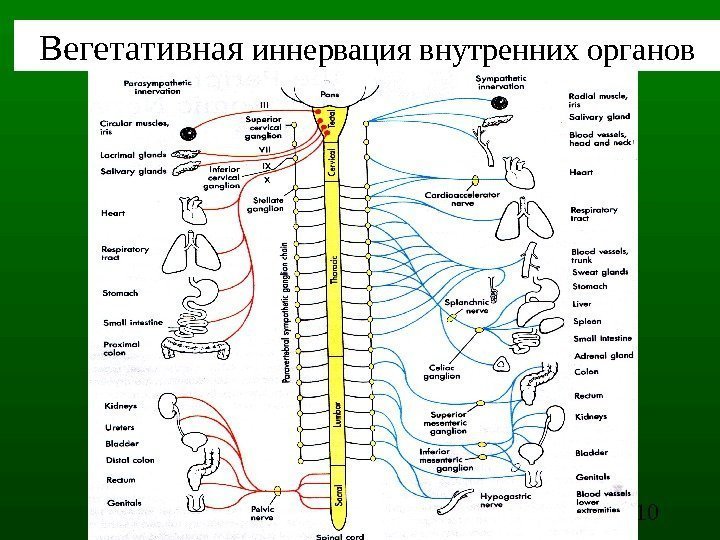 10 Вегетативная иннервация внутренних органов 