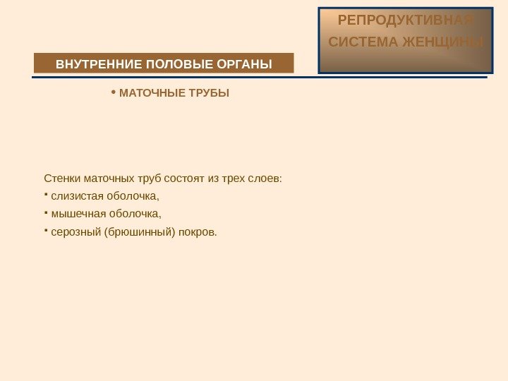 ВНУТРЕННИЕ ПОЛОВЫЕ ОРГАНЫ РЕПРОДУКТИВНАЯ СИСТЕМА ЖЕНЩИНЫ  МАТОЧНЫЕ ТРУБЫ Стенки маточных труб состоят из