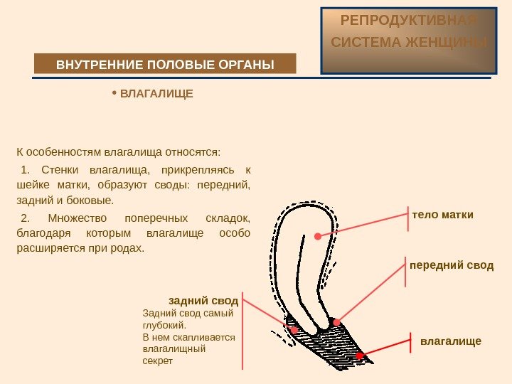 К особенностям влагалища относятся:  1.  Стенки влагалища,  прикрепляясь к шейке матки,