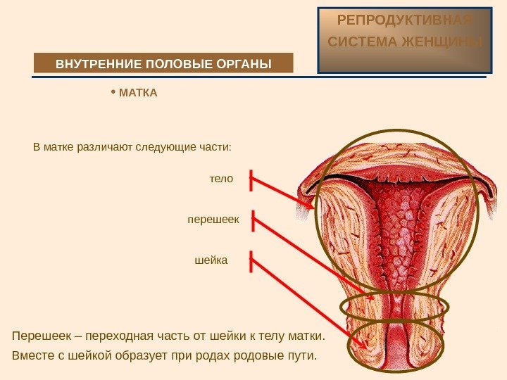  В матке различают следующие части: тело перешеек шейка Перешеек – переходная часть от