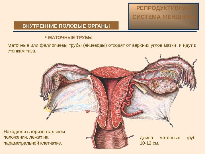 Маточные или фаллопиевы трубы (яйцеводы) отходят от верхних углов матки  и идут к