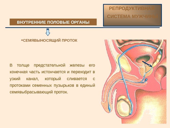 ВНУТРЕННИЕ ПОЛОВЫЕ ОРГАНЫ РЕПРОДУКТИВНАЯ СИСТЕМА МУЖЧИНЫ СЕМЯВЫНОСЯЩИЙ ПРОТОК В толще предстательной железы его конечная