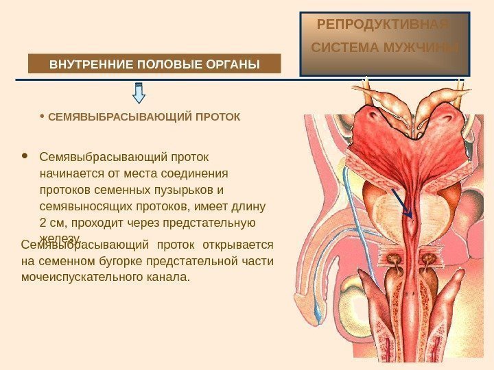 ВНУТРЕННИЕ ПОЛОВЫЕ ОРГАНЫ РЕПРОДУКТИВНАЯ СИСТЕМА МУЖЧИНЫ  СЕМЯВЫБРАСЫВАЮЩИЙ ПРОТОК Семявыбрасывающий проток  начинается от