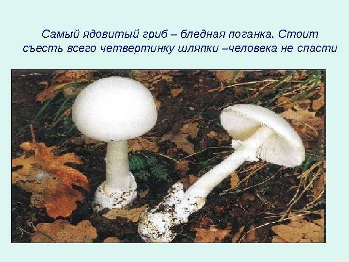   Самый ядовитый гриб – бледная поганка. Стоит съесть всего четвертинку шляпки –человека