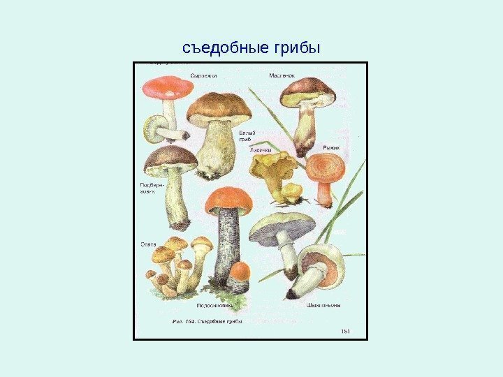   съедобные грибы 