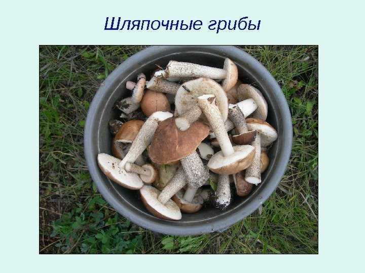   Шляпочные грибы 