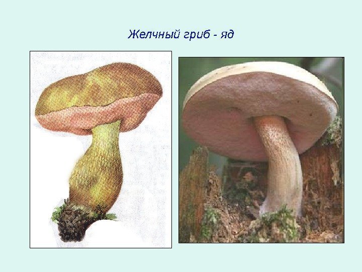   Желчный гриб - яд 