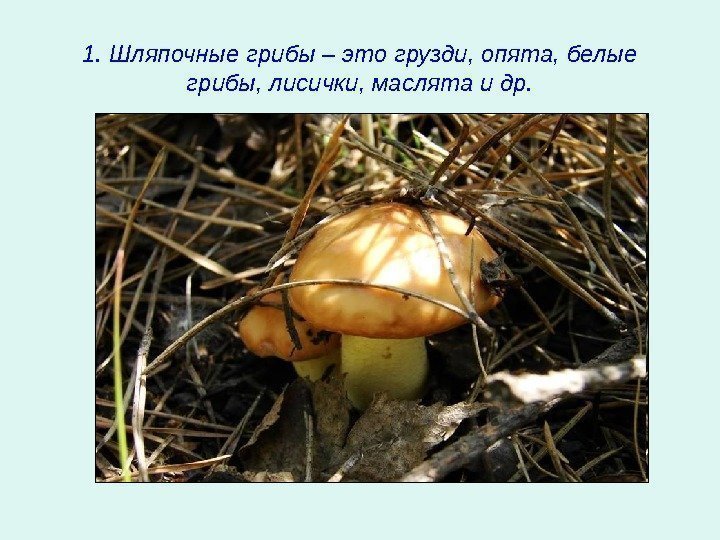   1. Шляпочные грибы – это грузди, опята, белые грибы, лисички, маслята и