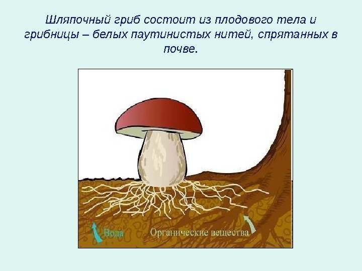   Шляпочный гриб состоит из плодового тела и грибницы – белых паутинистых нитей,