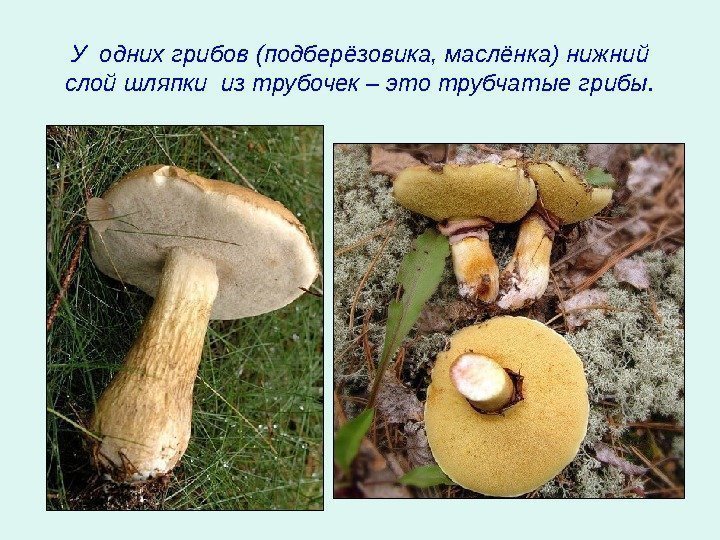   У одних грибов (подберёзовика, маслёнка) нижний слой шляпки из трубочек – это