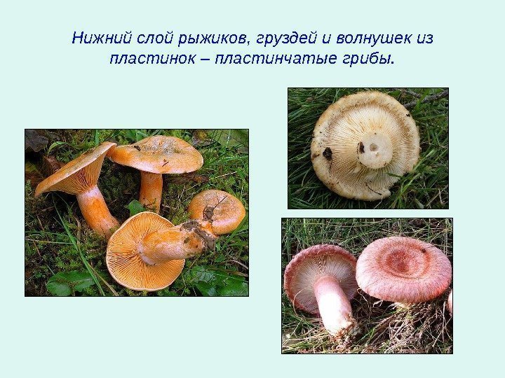   Нижний слой рыжиков, груздей и волнушек из пластинок – пластинчатые грибы. 