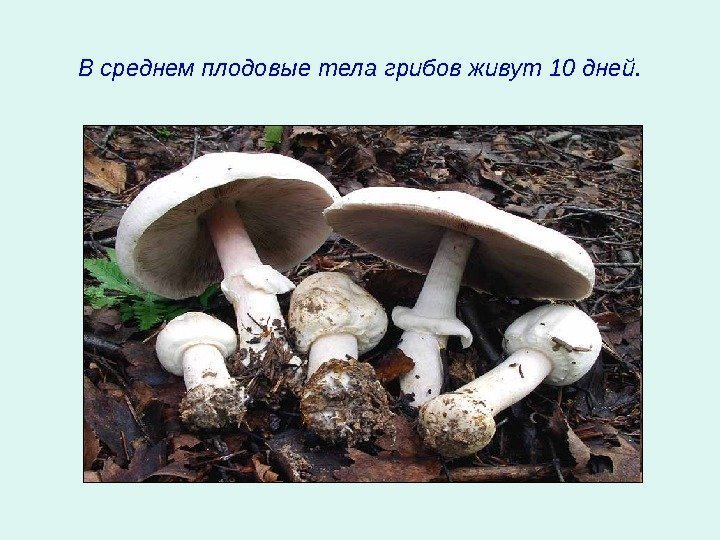   В среднем плодовые тела грибов живут 10 дней. 