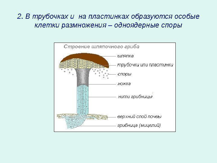   2. В трубочках и на пластинках образуются особые клетки размножения – одноядерные