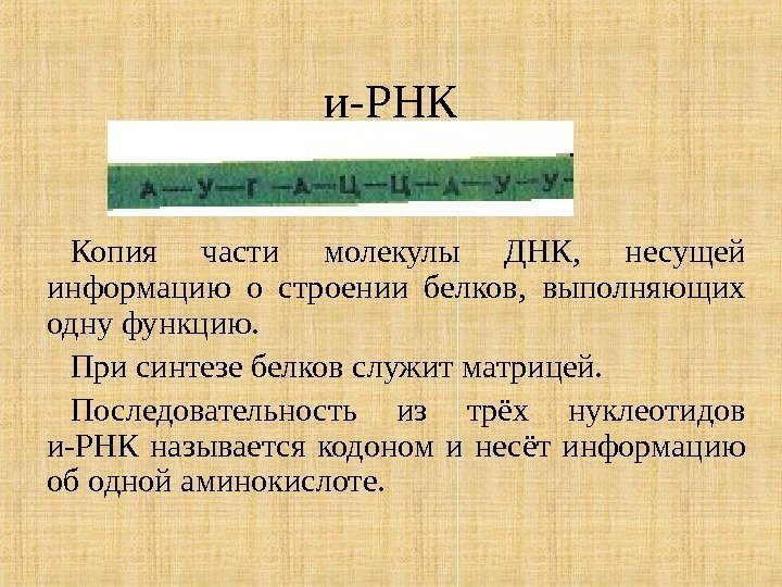 и-РНК Копия части молекулы ДНК,  несущей информацию о строении белков,  выполняющих одну