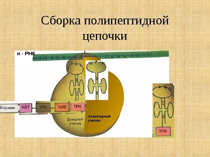 Сборка полипептидной цепочки Акцепторный участоки - РНК 