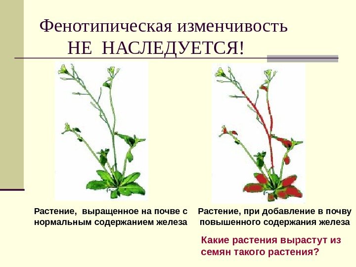Фенотипическая изменчивость   НЕ НАСЛЕДУЕТСЯ! Растение, при добавление в почву повышенного содержания железа.