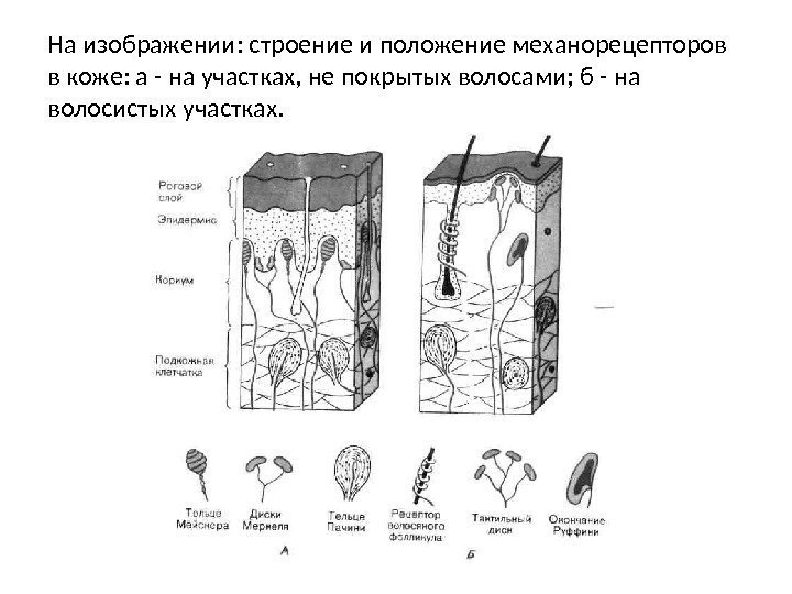 На изображении: строение и положение механорецепторов в коже: а - на участках, не покрытых