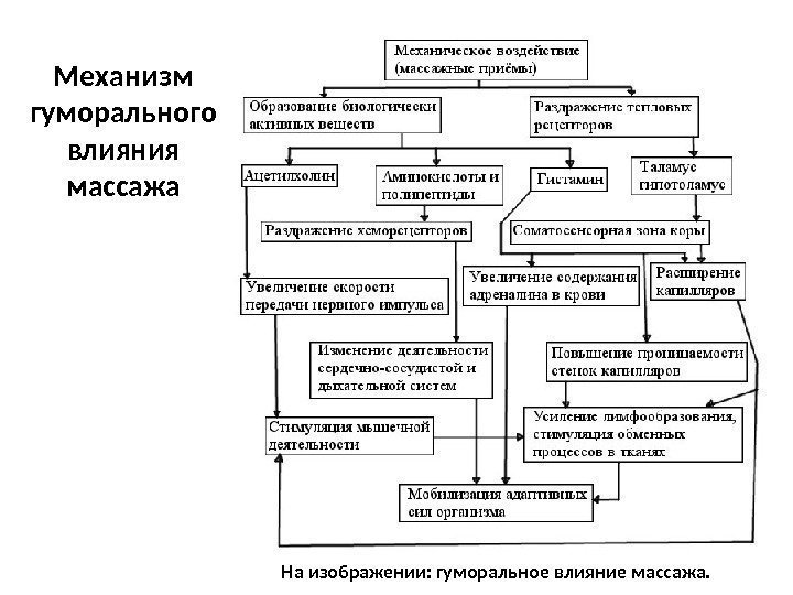 Механизм гуморального влияния массажа На изображении: гуморальное влияние массажа. 