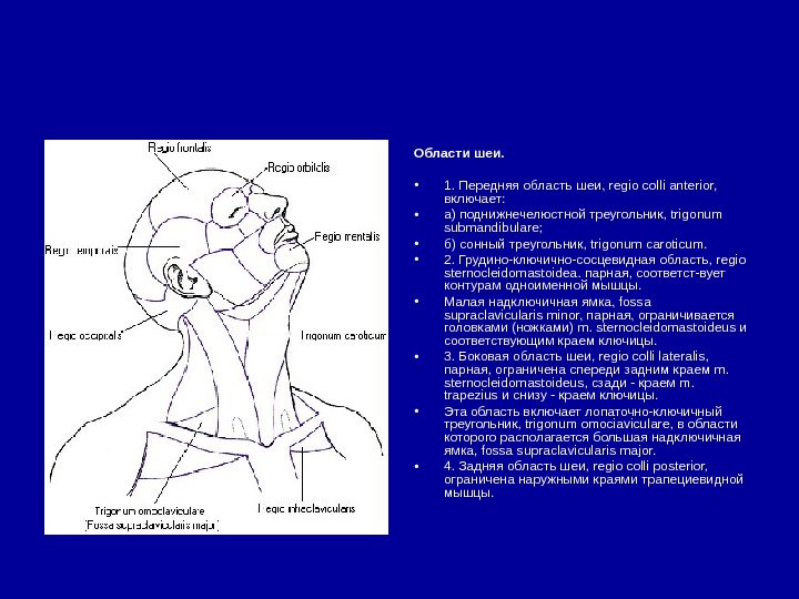   Области шеи.  • 1. Передняя область шеи, regio colli anterior, 