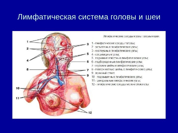   Лимфатическая система головы и шеи 
