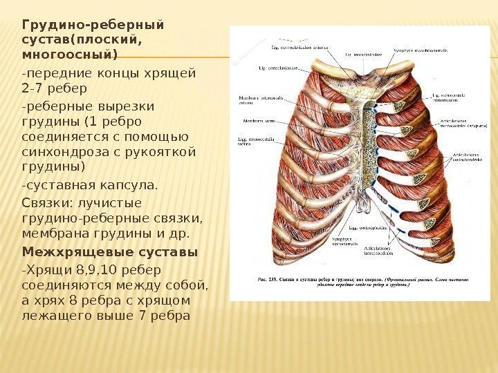 Грудино-реберный сустав(плоский,  многоосный) -передние концы хрящей 2 -7 ребер -реберные вырезки грудины (1