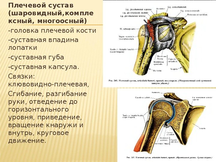 Плечевой сустав (шаровидный, компле ксный, многоосный) -головка плечевой кости -суставная впадина лопатки -суставная губа